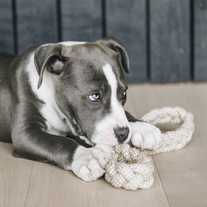 Hovedbilde Kentucky Dog Toy Cotton Rope ...