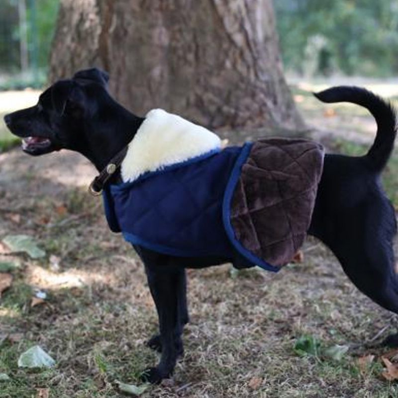 Kentucky Dog Coat