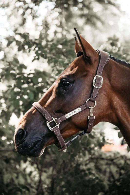 Kentucky Anatomic Suede Halter