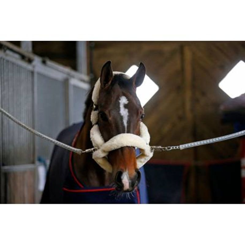 Kentucky Sheepskin Shipping Halter