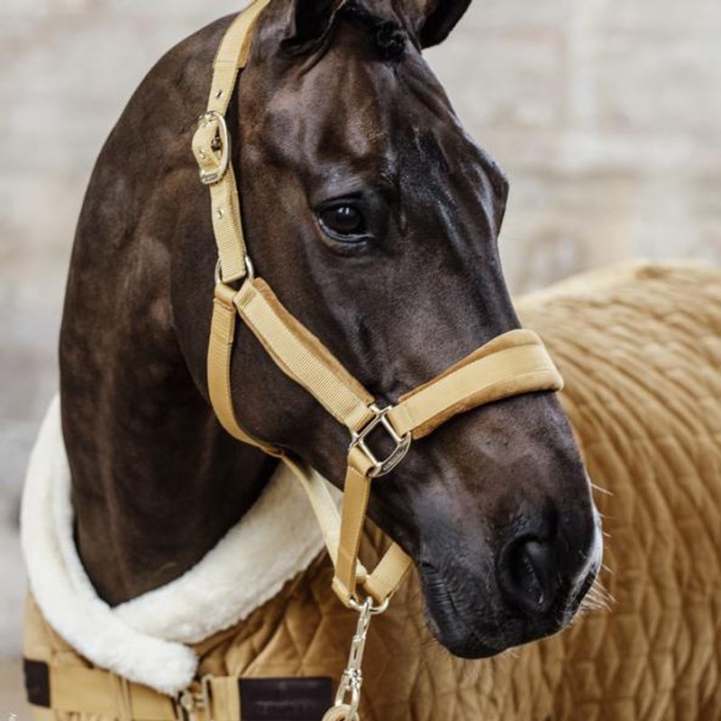 Kentucky Velvet Showrug 