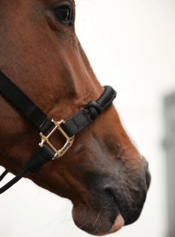 Kentucky Control Halter Nylon