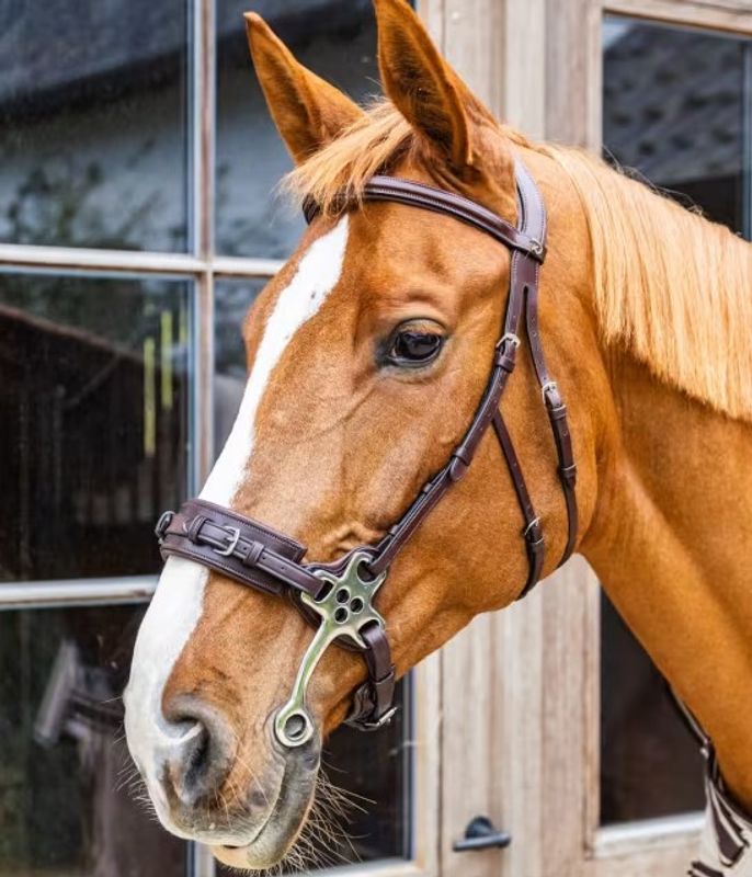 Hackamore bridle NE 
