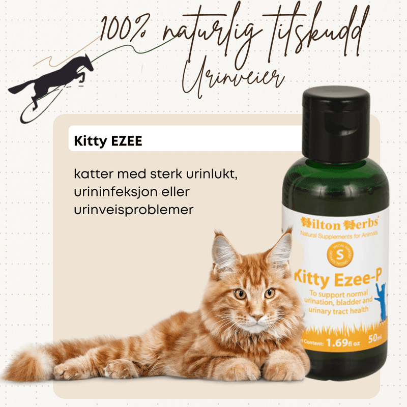 Kitty Ezee-P Hilton Herbs