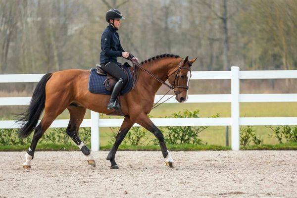 Hovedbilde Dyon Leather/Nylon Draw Reins ...