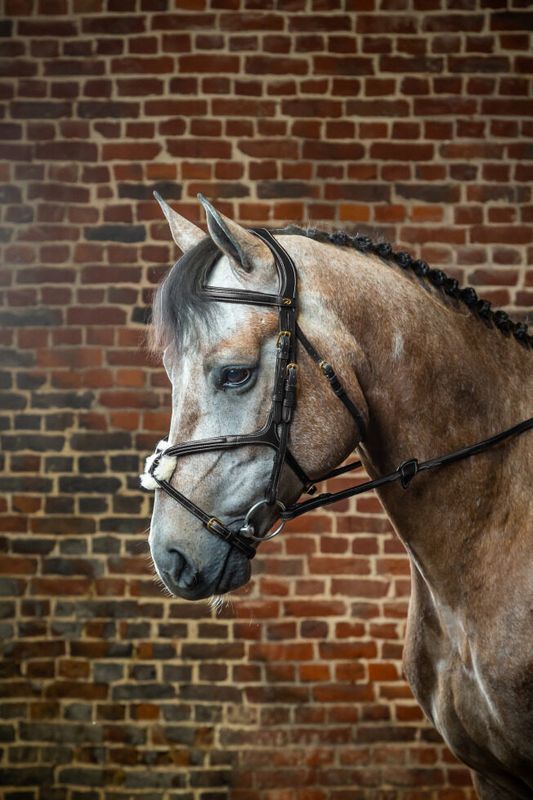 Dyon Noseband Bridle D Collection (Trinse med kryssneserem)