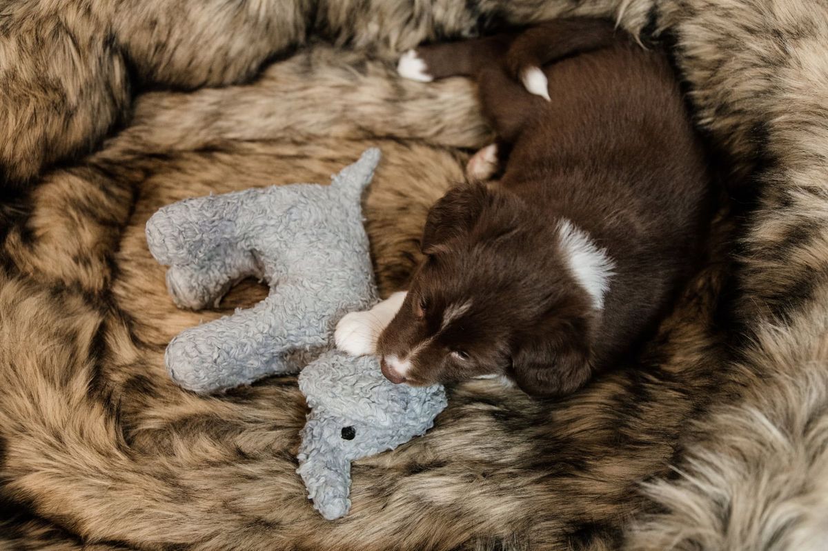 Kentucky Dog Soft Toy Elsa The Elephant
