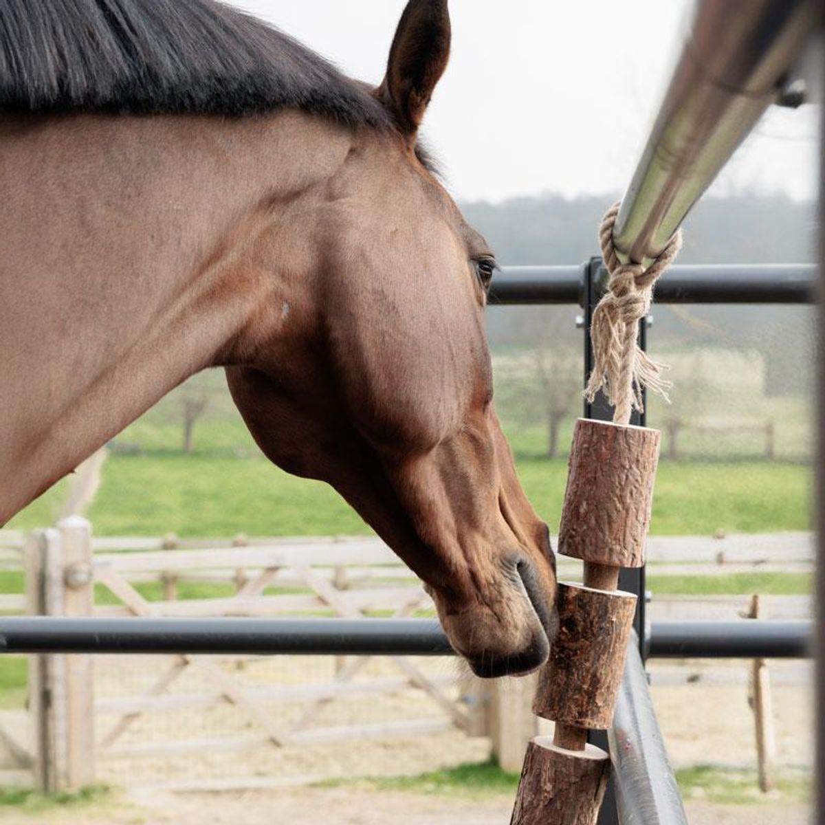 Grooming Deluxe Wooden Relax Horse Toy 