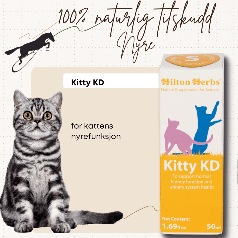 Kitty KD Hilton Herbs