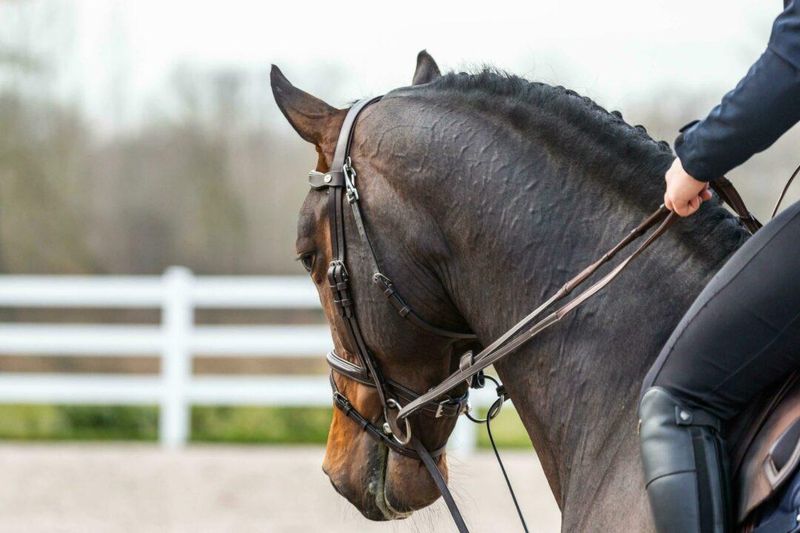 Dyon Hunter Draw Reins 13mm Working By Dyon