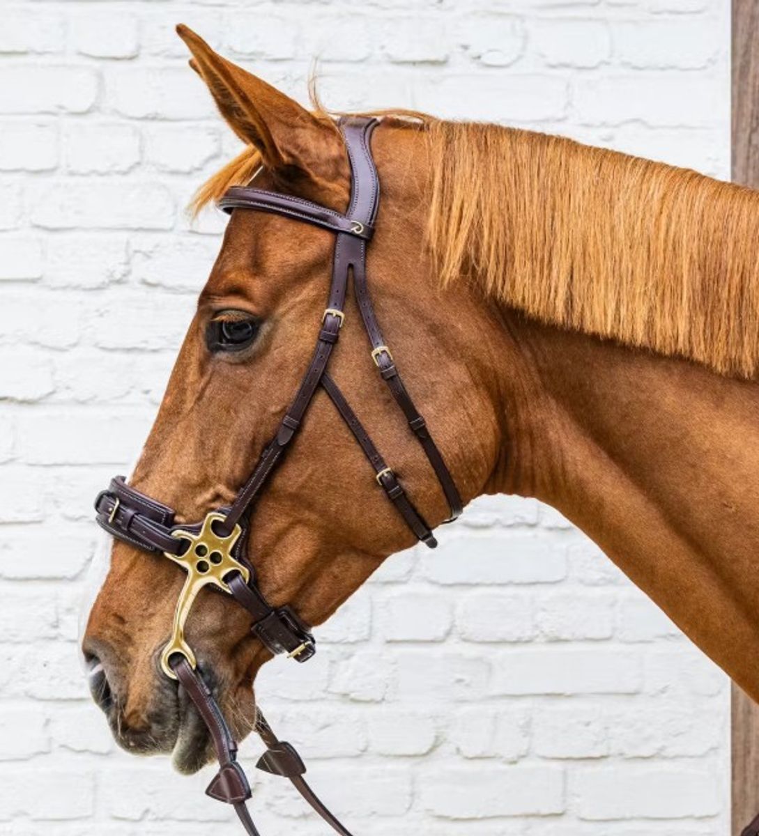 Hackamore Bridle DY